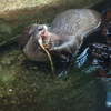コツメカワウソ Aonyx cinerea
