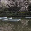 見沼用水縁の桜
