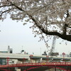 桜２０１２_隅田川