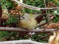 キクイタダキ｜頭に菊を冠する日本最小の鳥