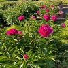 大船フラワーセンターの花壇の花は植え替え時期でかなり少なくなっていましたが，十分楽しむことができました．ロベリア，マリーゴールド，----．シャクヤクは終わっていましたが，バラは十分楽しめました．　薔薇は薔薇の悲しみのために花となり青き枝葉のかげに悩める　若山牧水　　薔薇挿せる帽子のくらき翳（かげ）にして交すなる戦争（いくさ）までの日の恋　塚本邦雄　　大輪を掲ぐる薔薇の太茎の醜々（しこしこ）しくて影も動かず　馬場あき子