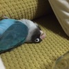 【動画】クッションのトンネルから出てきたボタンインコの動きwwwww