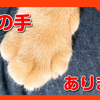 猫の手あります。猫の手は人を癒す力を持っています。Cat hands have the power to heal people.