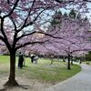 錦町公園の桜（４月４日）