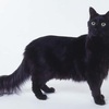 今日の黒猫モモさんの動画－１５２