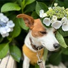 紫陽花が旬です