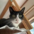大胆の父親と牛角の火事