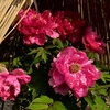 🌸上野東照宮　冬ぼたん🌸　～赤とピンクの花～