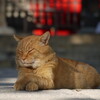 筑波山神社のネコ（４年前）