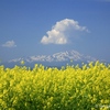 菜の花と鳥海山