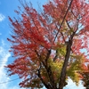 紅葉が綺麗な道は子供が知っている。