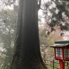 「高尾山」雨に煙る紅葉はこんなにも神秘的なのね…新たな発見でした