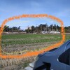 「福ふくの里」の菜の花はまだデス