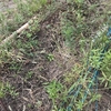 【無肥料自然農法】9月の新月！「にんにく」を植えてみる！