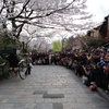 京都祇園白川・桜の下の芸舞妓さん撮影会