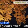 下城の大イチョウ　ライトアップ