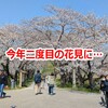 今年二度目の花見に…