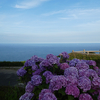 紫陽花と海。