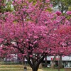 『さくら散歩』～山下公園の「しだれ桜」と横浜公園の「ヨコハマヒザクラ」