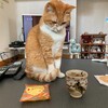 熱いお茶に手を突っ込んだ猫。