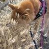 草がないんだよね～、だよ