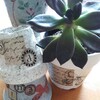 植木鉢のリメイク&ブラックプリンス