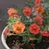 ベランダで花を育てたい【ミリオンベル〜】