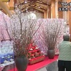 玉名市の草枕温泉てんすい　『てんすい桜』見ごろ【熊本】