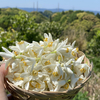 私のテーマ「ご当地コスメ」と出合う