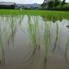 気にかけてもらうと植物も嬉しい