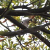 各所で野鳥のさえずりが聞こえ始めました(大阪城野鳥探鳥 2017/03/19 5:55-12:15)