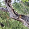 シロビタイハチクイ(White-fronted Bee-eater)