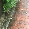 台風19号の猛威を体感！！①〜自宅周りの景色〜