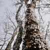 今年最大の寒気団!!?  三峰山へふたたび