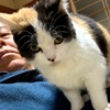 ６ヵ月の過保護な子猫が腸管出血してワタクシの常用する胃薬で治し、猫シャンプーを自分でやって５４才にして初めて親子関係の人間理解が深まった勤労感謝の日