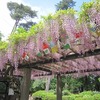 井の頭自然文化園_植物（東京都武蔵野市）