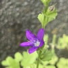 縦に伸びる雑草の、紫の花