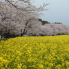 西都原古墳群のサクラと菜の花のコラボ　キレイだったなあ！！！