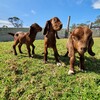 子ヤギ写真集🐐今年も子ヤギがたくさん産まれました！