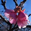 佐鳴湖探訪　　早春を告げる早咲き桜三輪