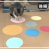 【猫の習性】猫ホイホイ？猫転送装置？我が家の猫で試してみた...後編