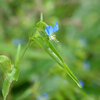 露草、芒、熨斗目蜻蛉