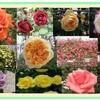 　薔薇
