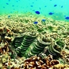 辺野古サンゴ、割合低下　回復力遅く、保護団体調査（２０２４年３月２５日『共同通信』）