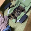落ちてる猫　その26　ゲゲゲの鬼太郎の巻