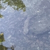 コロナ中の生活　箕面の滝までサイクリング編