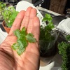 【家庭菜園】種から育てた自家製「三つ葉」を食べてみた
