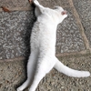 白ちゃん　神社周辺に住んでいる猫さん