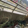 2月1日　鳩避けフェンスとベッシー・ヘッド