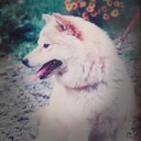 perutyan’s blog